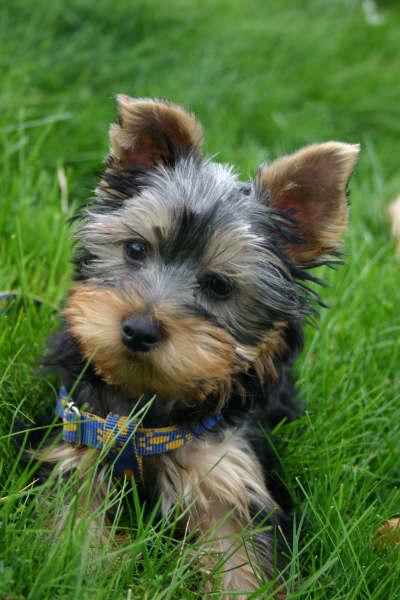 Bazil